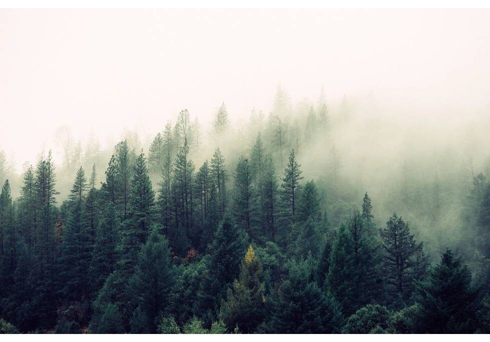 GettyImages-1283886803-1024x684-landscape-26cbdb8d6f1f792da877ec2b86940ef9- (4) (6) A forest with trees in the middle of it