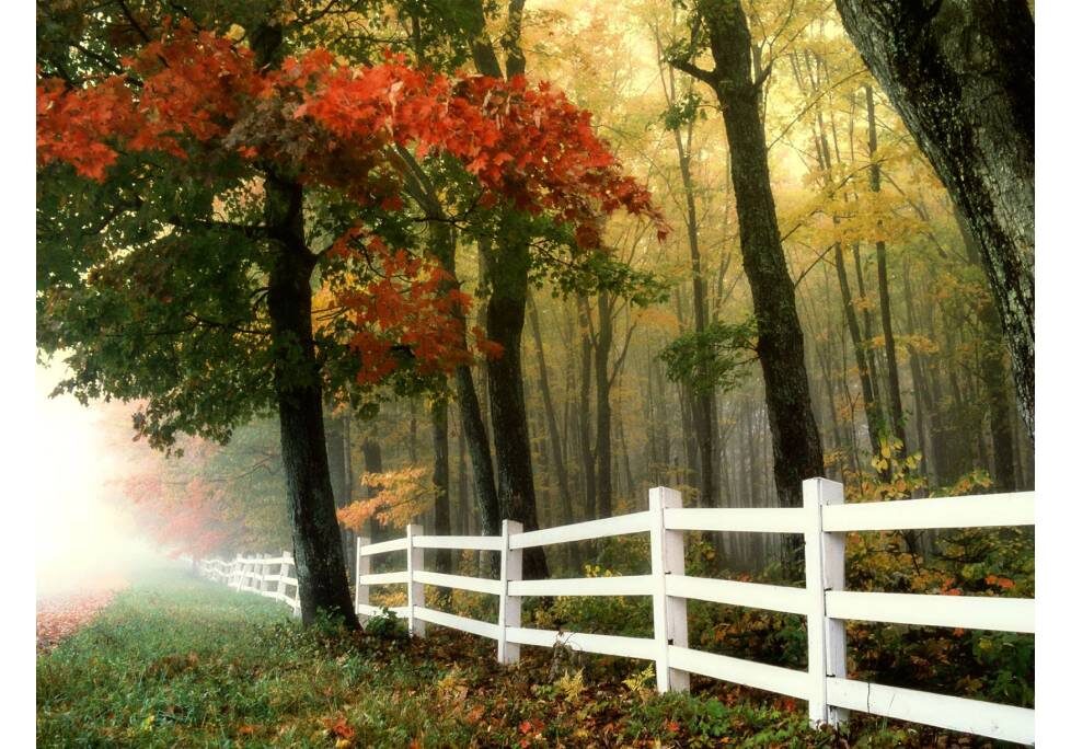 GettyImages-1283886803-1024x684-landscape-26cbdb8d6f1f792da877ec2b86940ef9- (4) (7) A white fence in the middle of a forest.