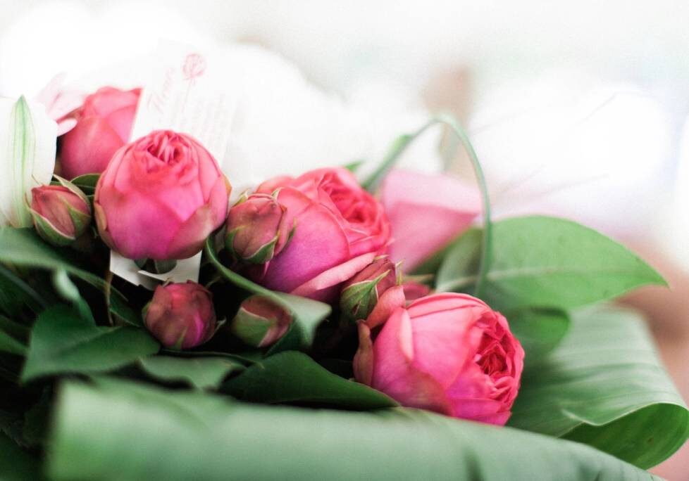 GettyImages-1283886803-1024x684-landscape-26cbdb8d6f1f792da877ec2b86940ef9- (6) A close up of pink roses on leaves