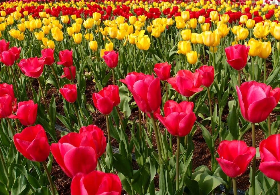 GettyImages-1283886803-1024x684-landscape-26cbdb8d6f1f792da877ec2b86940ef9- (7) A field of red and yellow flowers in the sun.