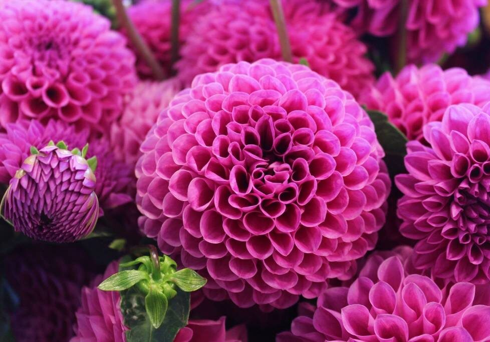 GettyImages-1283886803-1024x684-landscape-26cbdb8d6f1f792da877ec2b86940ef9- (8) A close up of some purple flowers with green leaves
