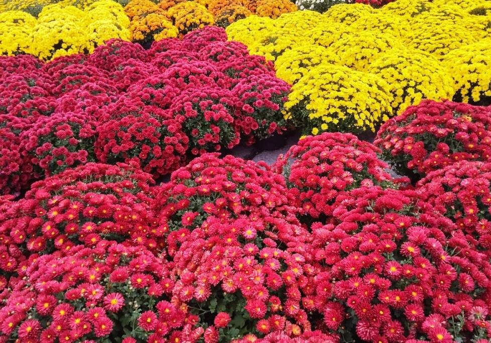 A field of flowers that are red and yellow.